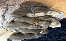Mixed Breed dogs for sale: Staff x cane corso merle and grey pups for sale  - Image 5