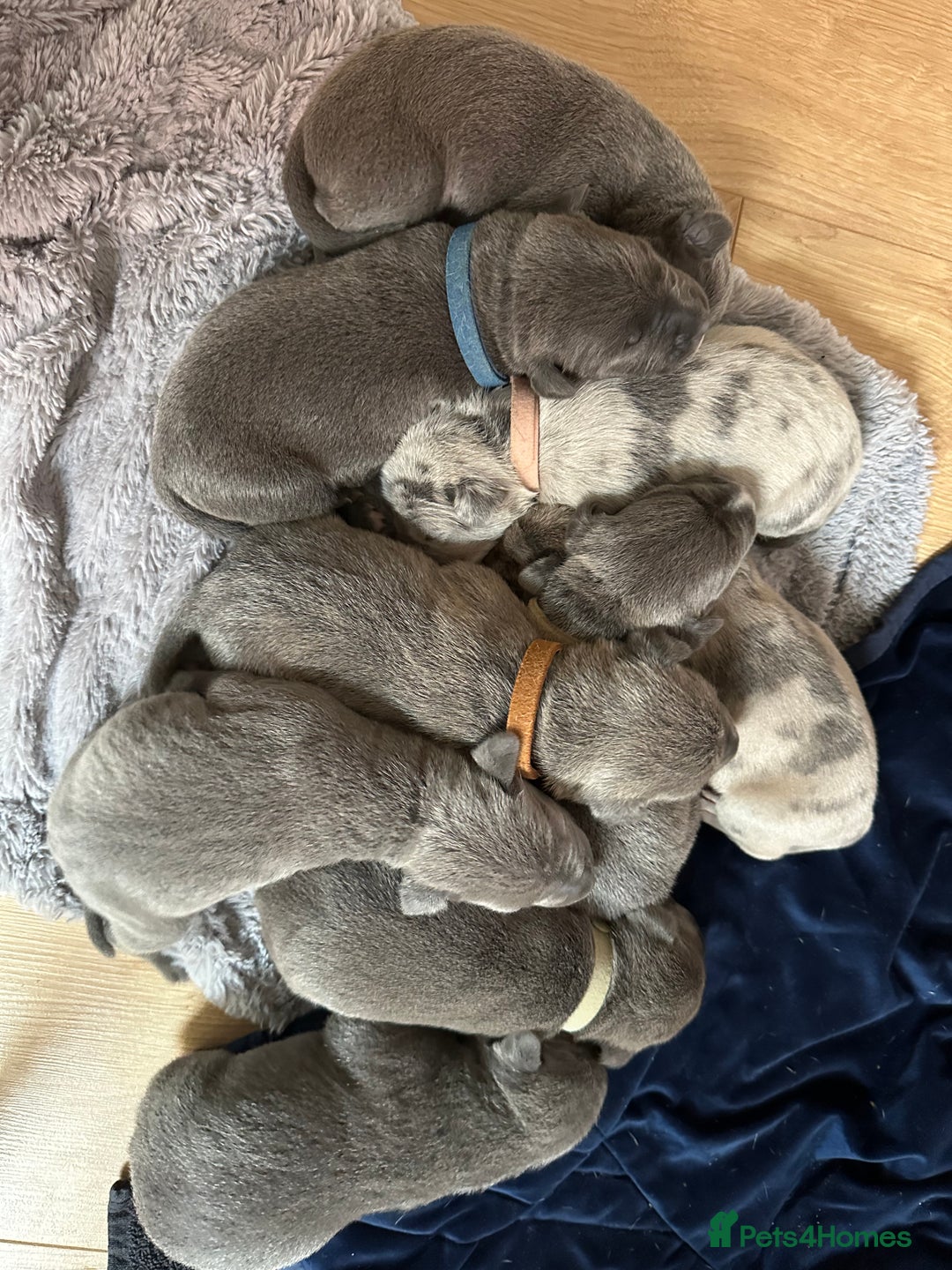 Mixed Breed dogs for sale: Staff x cane corso merle and grey pups for sale  - Image 5