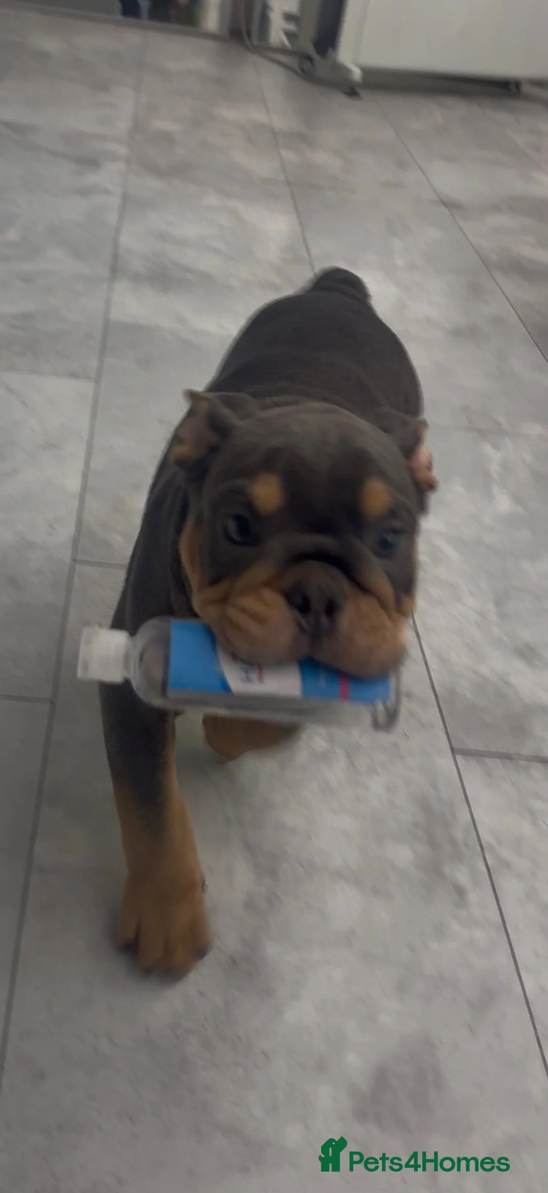 English Bulldog dogs for sale: 2 TOP QUALITY ENGLISH BULLDOG PUPPIES REMAINING  - Advert 3