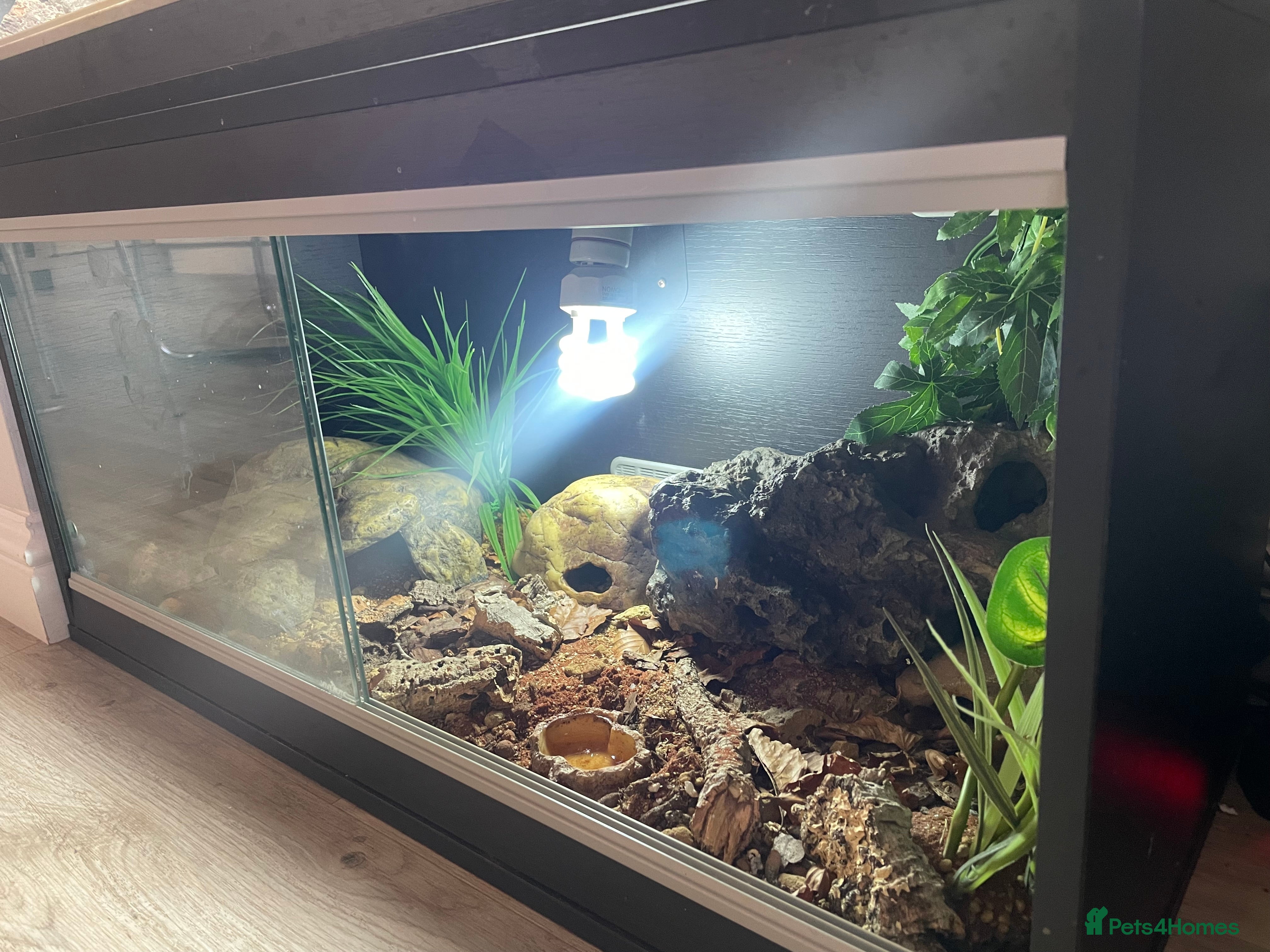 Leopard Gecko reptiles 2 Female Leopard Geckos – Full Setup - Advert 7