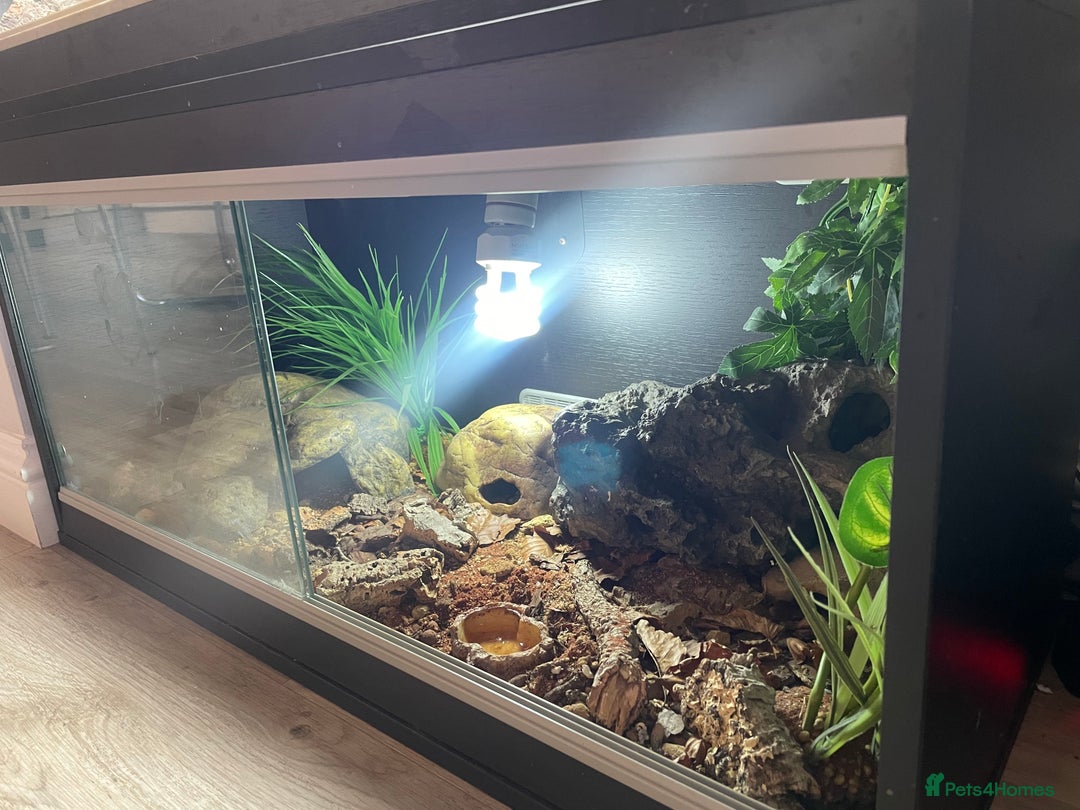 Leopard Gecko reptiles for sale: 2 Female Leopard Geckos (4 years old) – Full Setup - Advert 2