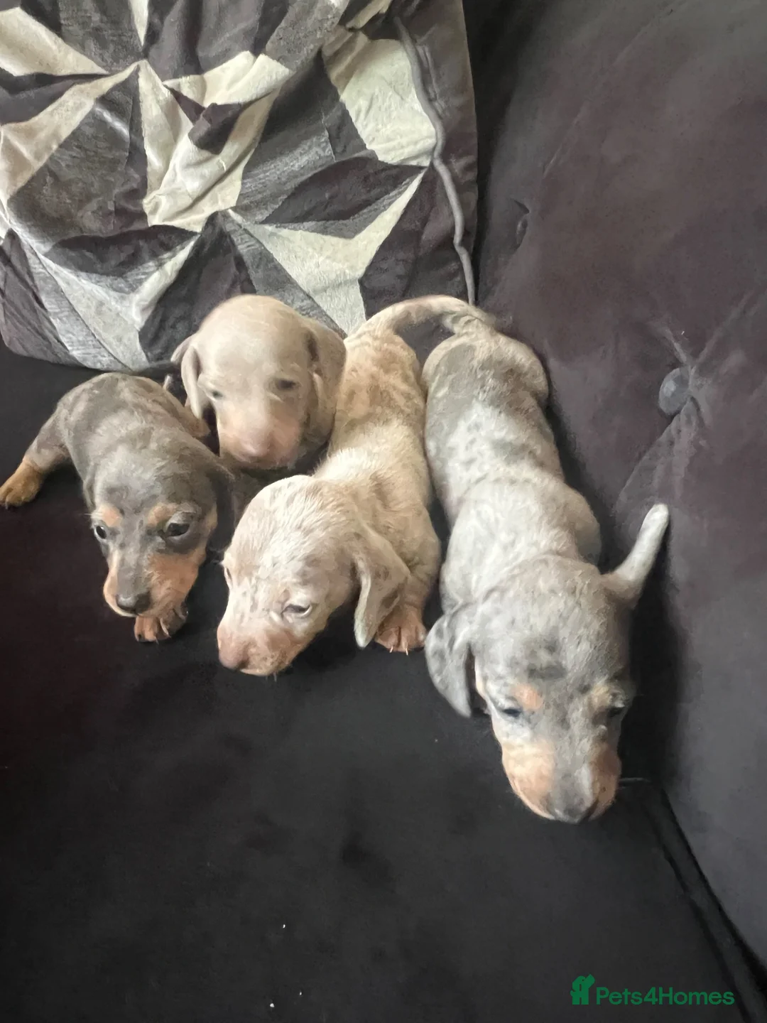 Miniature Dachshund dogs for sale: Miniature dachaunds  - Advert 2