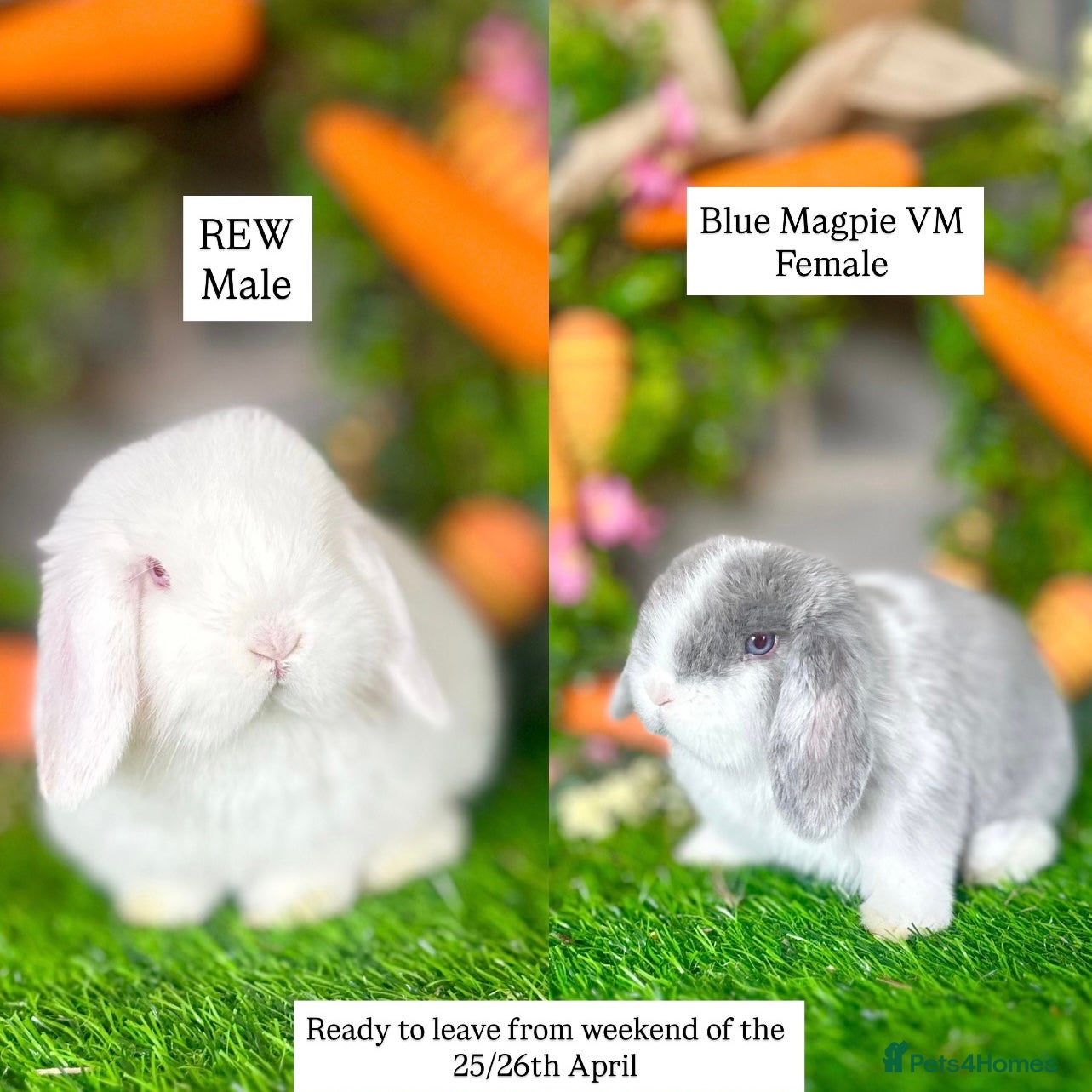 Mini Lop rabbits Mini Lops Available to reserve🐰 last 2 - Advert 15