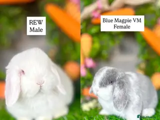 Mini Lop rabbits Mini Lops Available to reserve🐰 last 2 - Advert 15