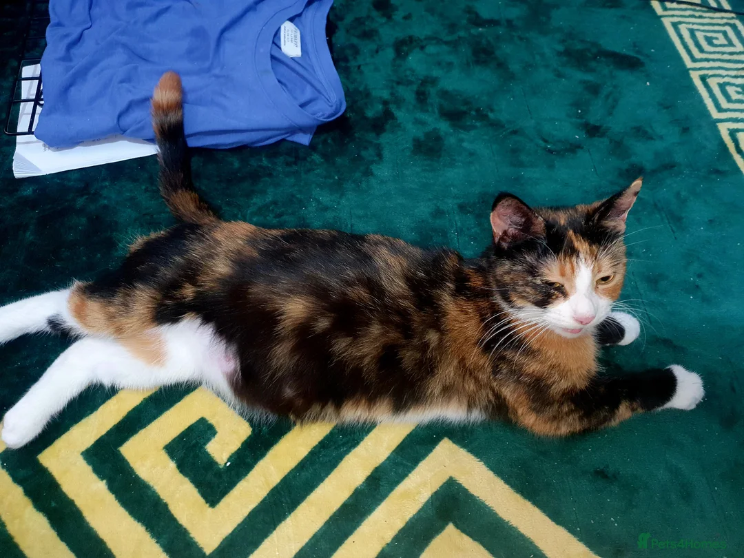 Mixed Breed cats for sale: Cute, playful, lovely kitten  - Advert 1