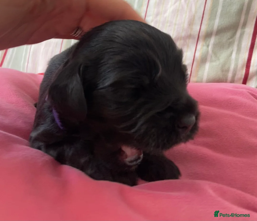 Cockapoo dogs for sale: F1b Beautiful Cockapoo puppies  - Advert 39