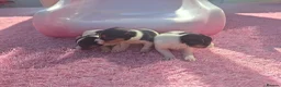Jack Russell dogs for sale: Jack russell pups  - Advert 9