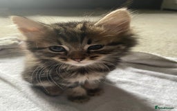 Mixed Breed cats for sale: Maine coon mixed breed  - Image 5