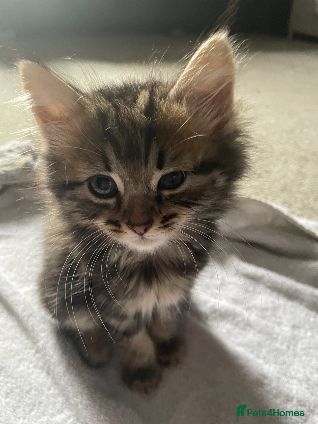 Mixed Breed cats for sale: Maine coon mixed breed  - Image 5