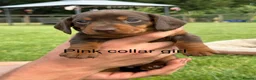 Miniature Dachshund dogs for sale: Beautiful miniature dachshund puppies available  - Advert 8