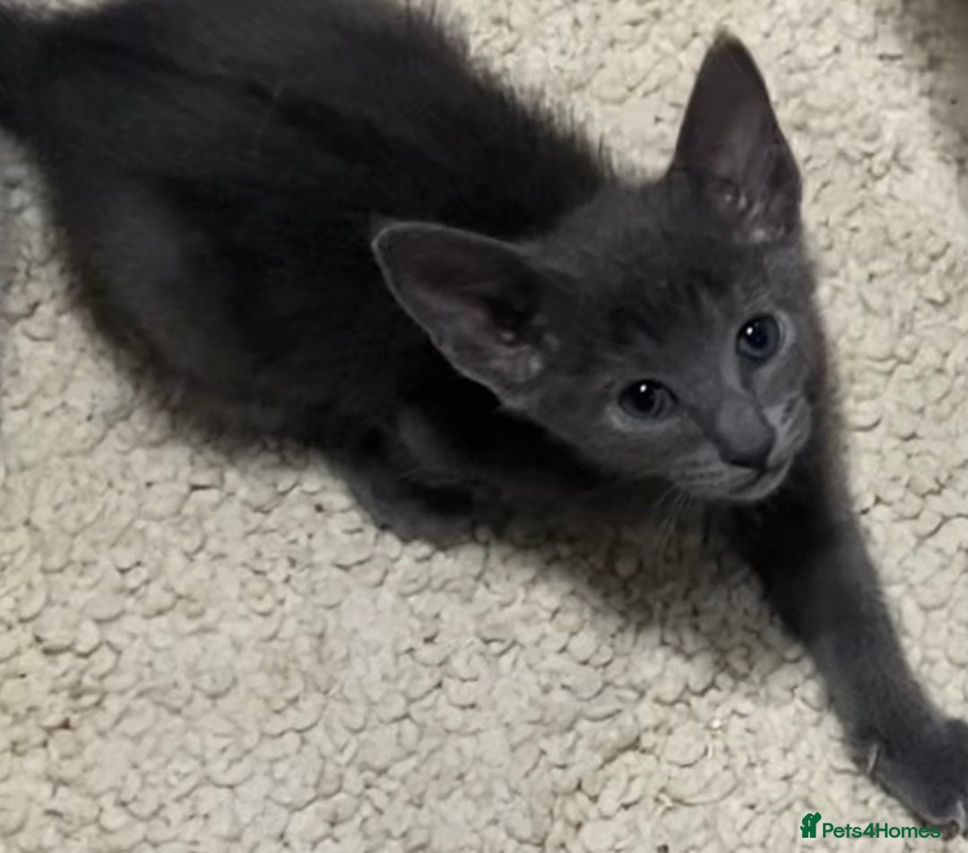 Oriental cats for sale: Oriental kittens  - Advert 5