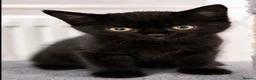 Mixed Breed cats for sale: Stunning Black “Mini Panther” Kittens  - Advert 5