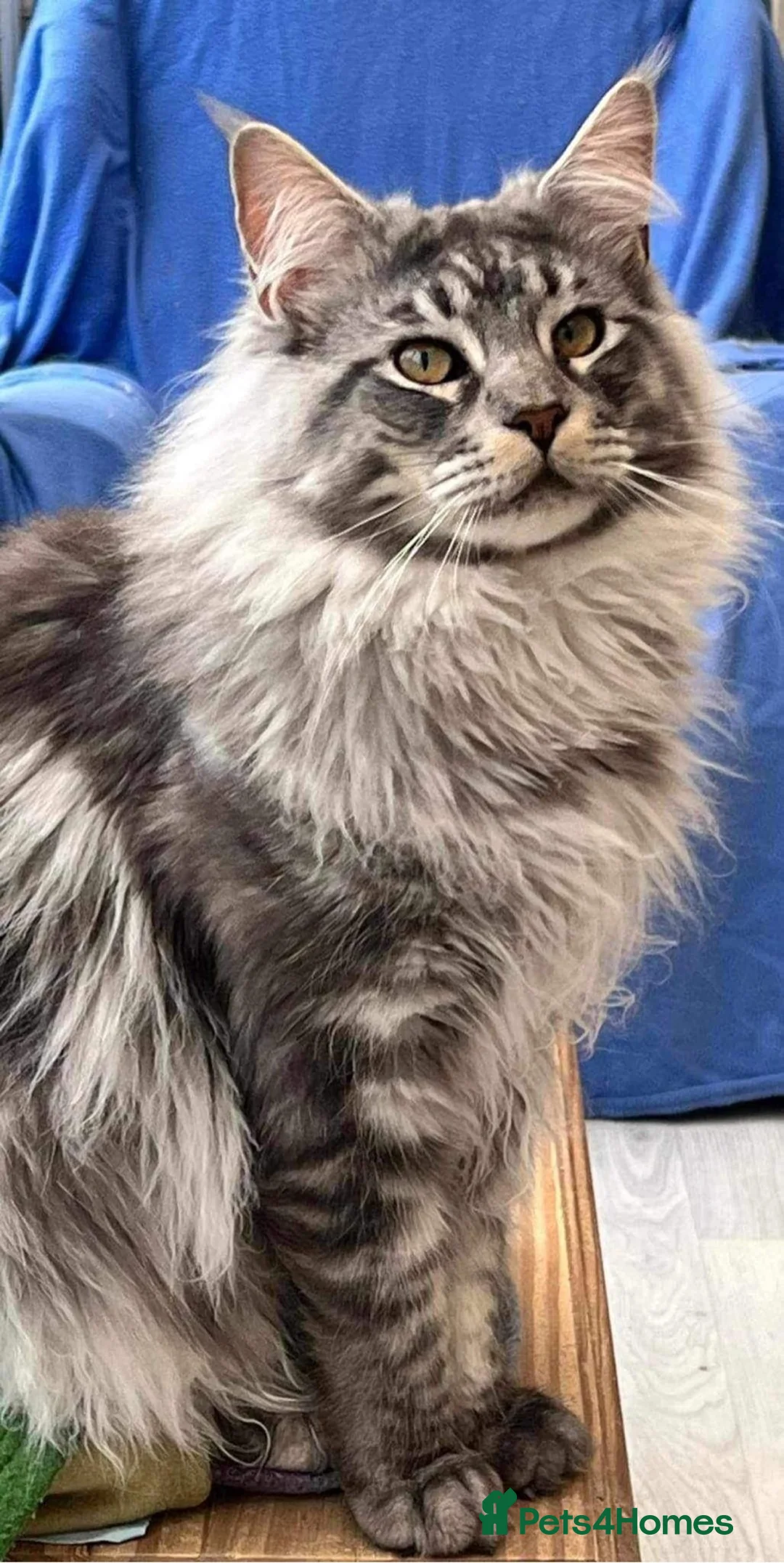 Maine Coon cats for sale: GCCF Registered Maine Coon Boys.  in Wednesbury - Advert 7