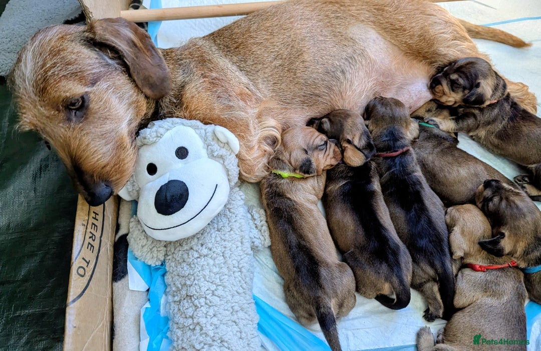 Dachshund dogs for sale: Standard Wirehaired Dachshund Puppies - Image 2