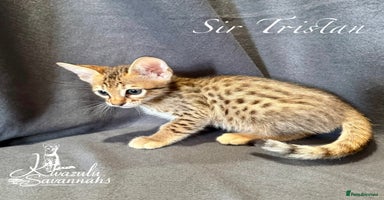 Savannah cats - Advert 4