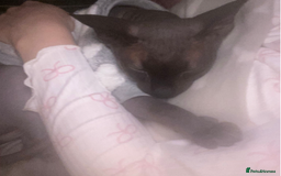Sphynx cats for sale: Loving cuddly Sphynx - Image 5