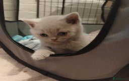 British Shorthair cats for sale: BSH lilac boys and girls, GCCF registered  - Image 12