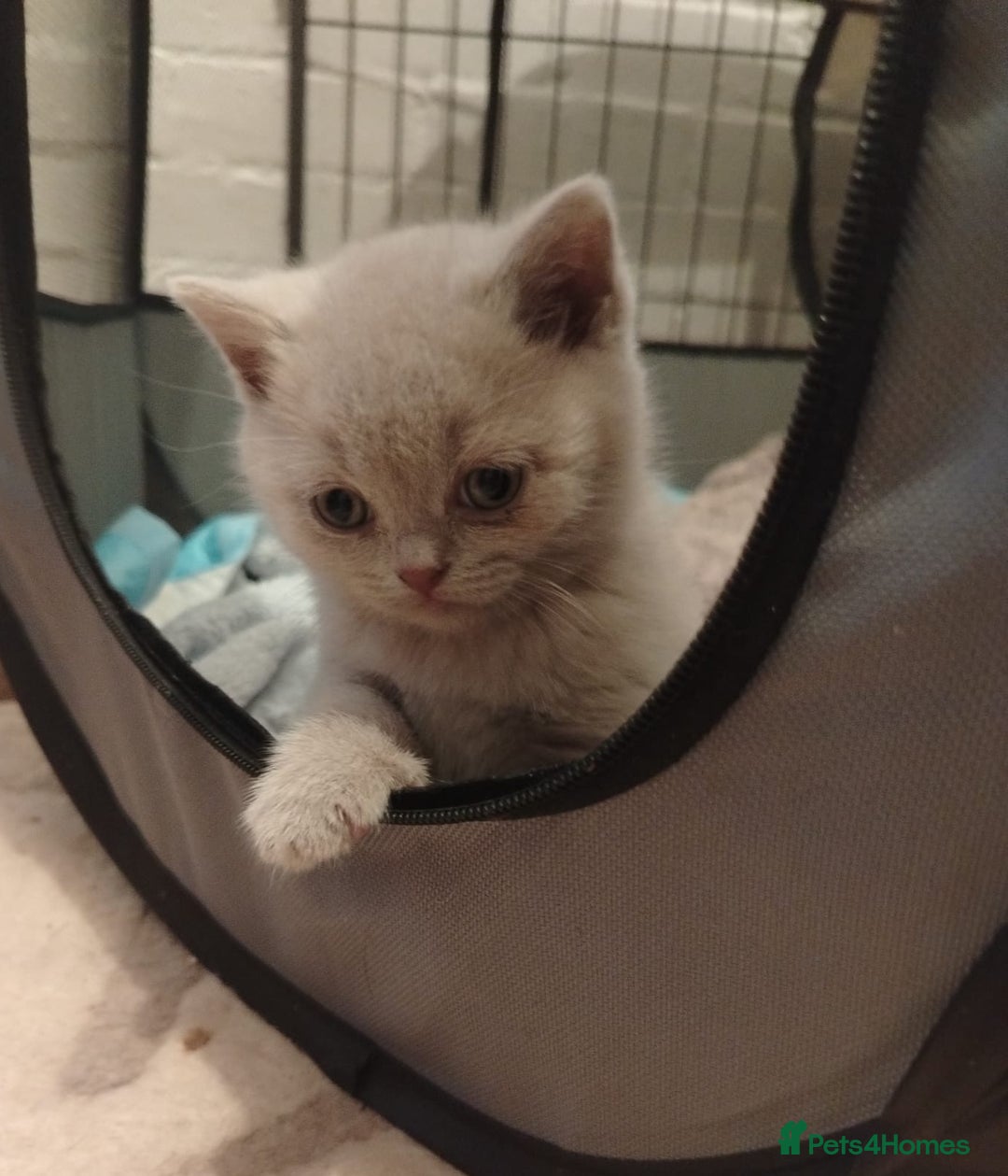 British Shorthair cats for sale: BSH lilac boys and girls, GCCF registered  - Image 12