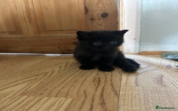 Mixed Breed cats for sale: Mixed breed kittens  - Image 3