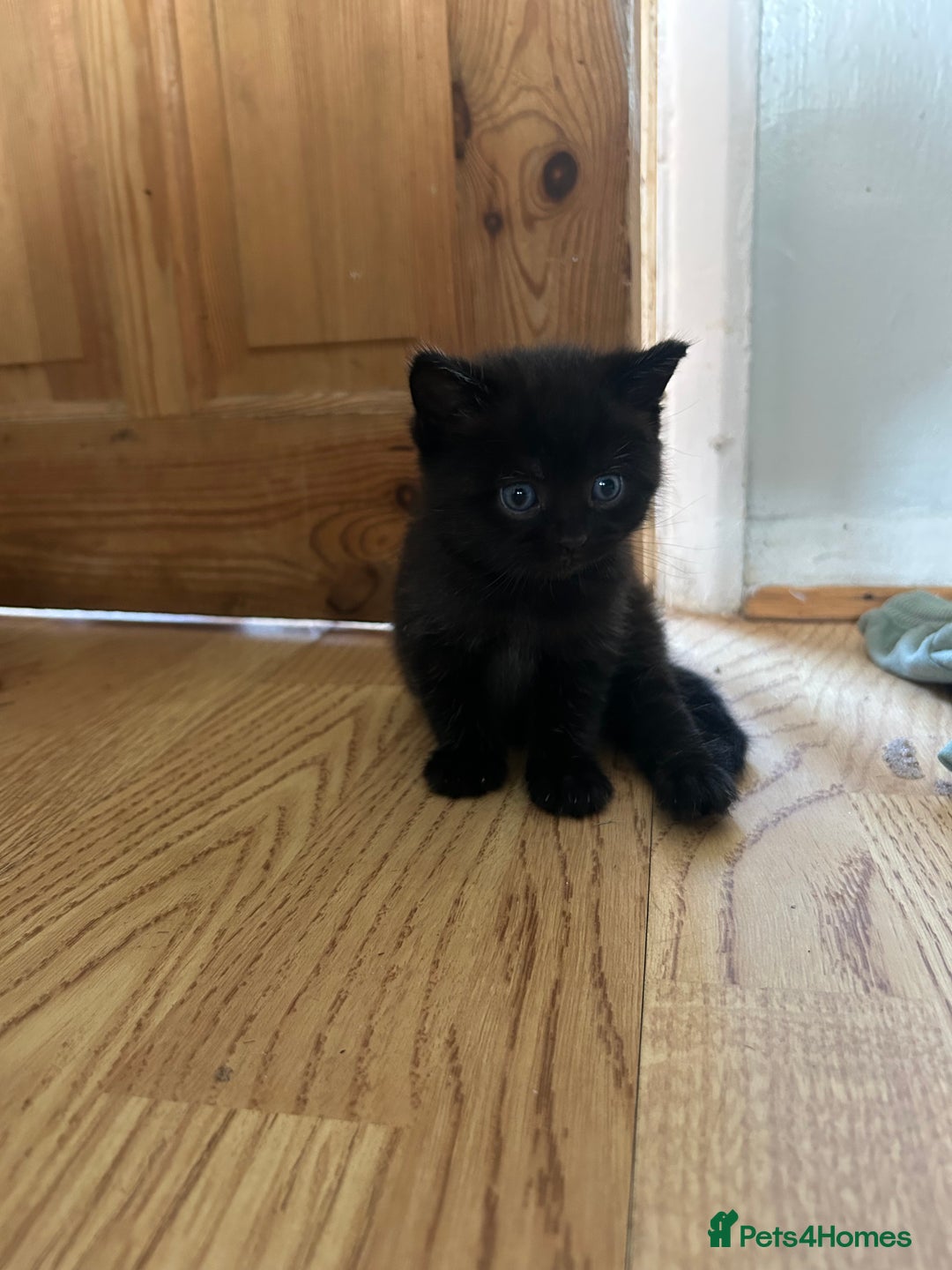 Mixed Breed cats for sale: Mixed breed kittens  - Image 3