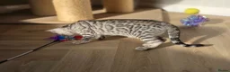 Bengal cats for sale: Gorgeous Health Tested Bengals  - Advert 6
