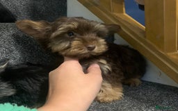 Biewer Terrier dogs for sale: Last 3 Stunning Biewer Terrier puppies - Image 10