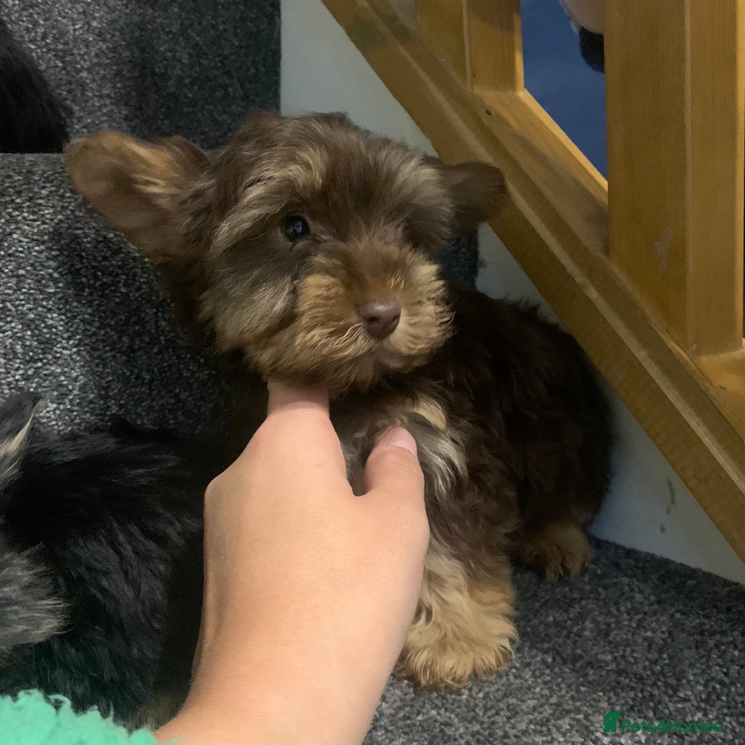 Biewer Terrier dogs for sale: Last 3 Stunning Biewer Terrier puppies - Image 10
