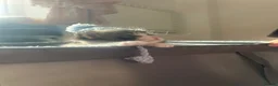 Ragdoll cats for sale: 4 Ragdoll Tabby Kittens in London - Advert 9
