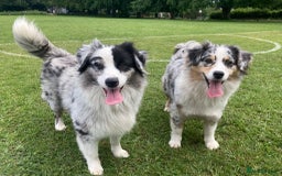 Australian Shepherd dogs for sale: Beautiful Australian Shepherds  - Image 21