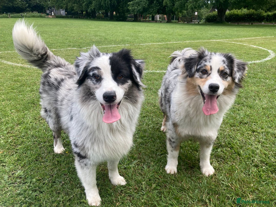 Australian Shepherd dogs for sale: Beautiful Australian Shepherds  - Image 21