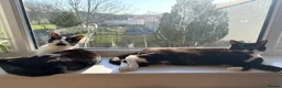 British Shorthair cats for sale: 2 cats looking for forever home in Salisbury - Advert 3