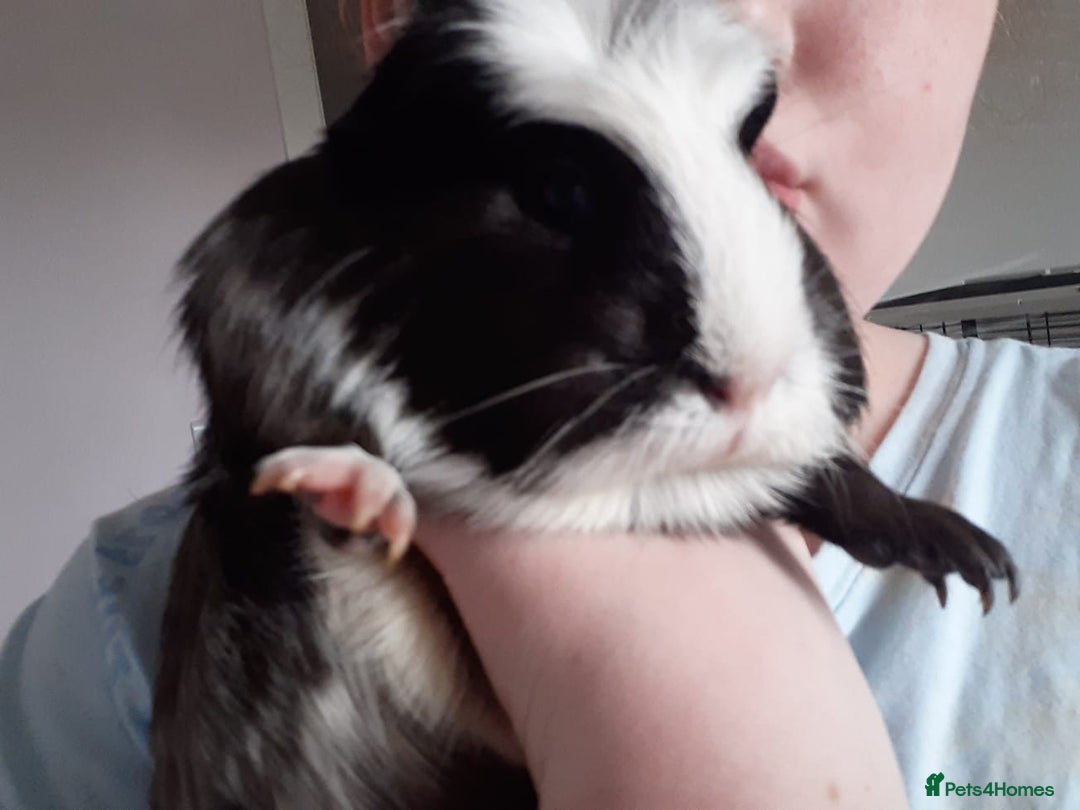 Guinea Pig rodents for sale: Pair of bonded males - Image 3