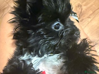 Yorkshire Terrier dogs 🖤Beautiful puppies ready to leave 🖤 - Advert 12