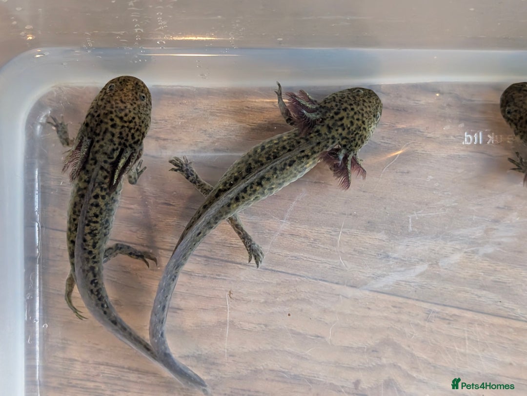 Axolotl reptiles for sale: REDUCED ONLY  5 LEFT baby Axolotls wild lavender  - Image 33