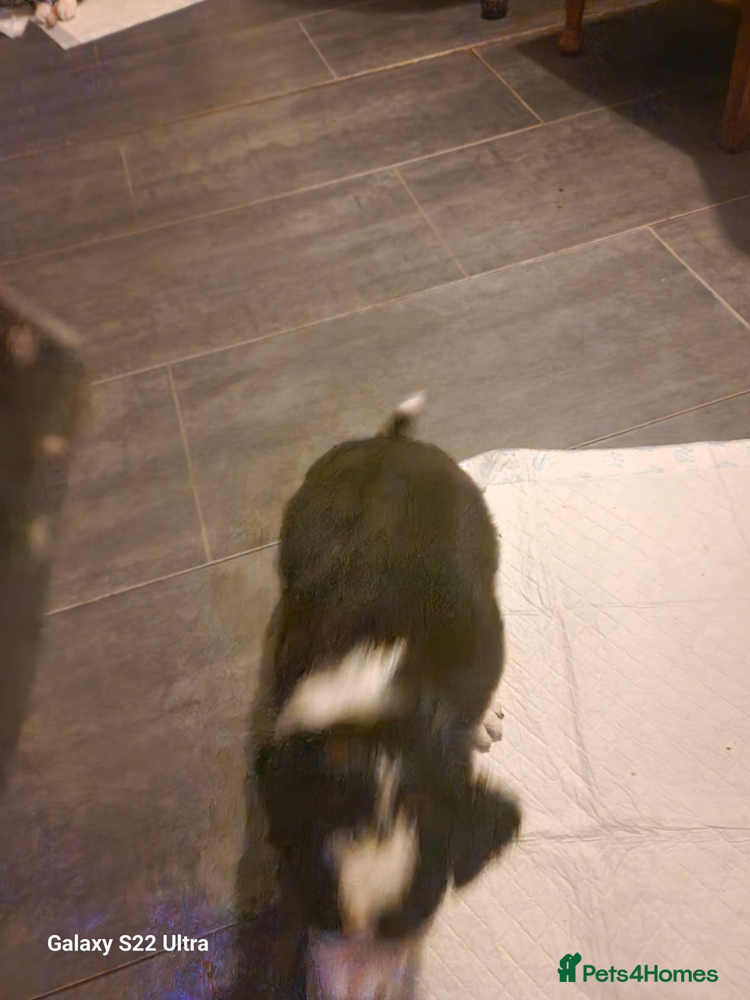 Mixed Breed dogs for sale: Boarder collie  - Advert 3