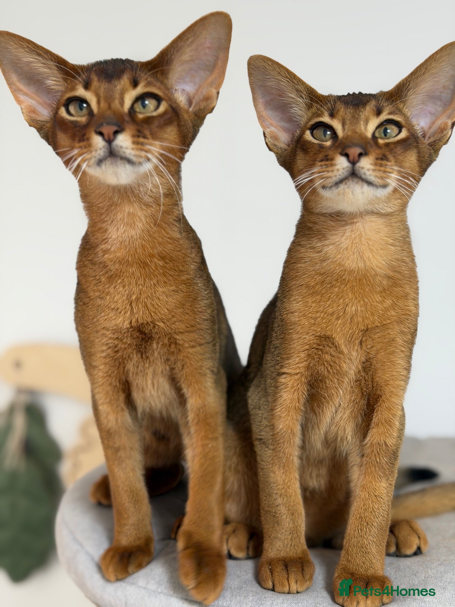 Abyssinian cats  Abyssinian kittens 🐈‍⬛  - Advert 2