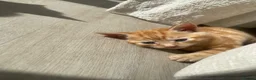 Domestic Shorthair cats for sale: Ginger Male Kitten  - Advert 4