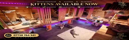 Scottish Fold cats for sale: Beautiful Scottish Fold,British & Munchkin Kittens - Advert 31