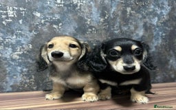 Dachshund dogs for sale: Miniature dachshund puppies  - Image 6