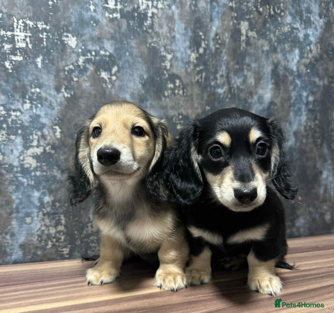 Dachshund dogs for sale: Miniature dachshund puppies  - Image 6