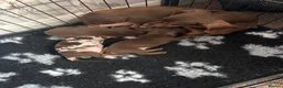 Miniature Dachshund dogs for sale: Stunning litter of 3 miniature dachshunds  - Advert 1