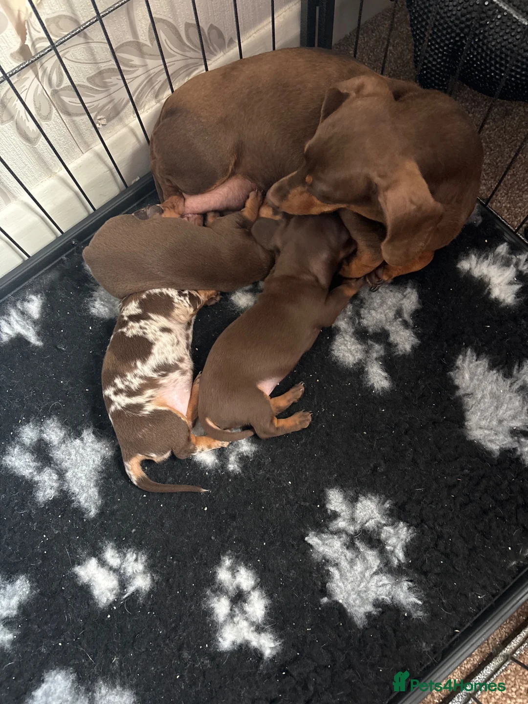 Miniature Dachshund dogs for sale: Stunning litter of 3 miniature dachshunds  - Advert 1
