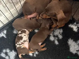 Miniature Dachshund dogs Stunning litter of 3 miniature dachshunds - Advert 1