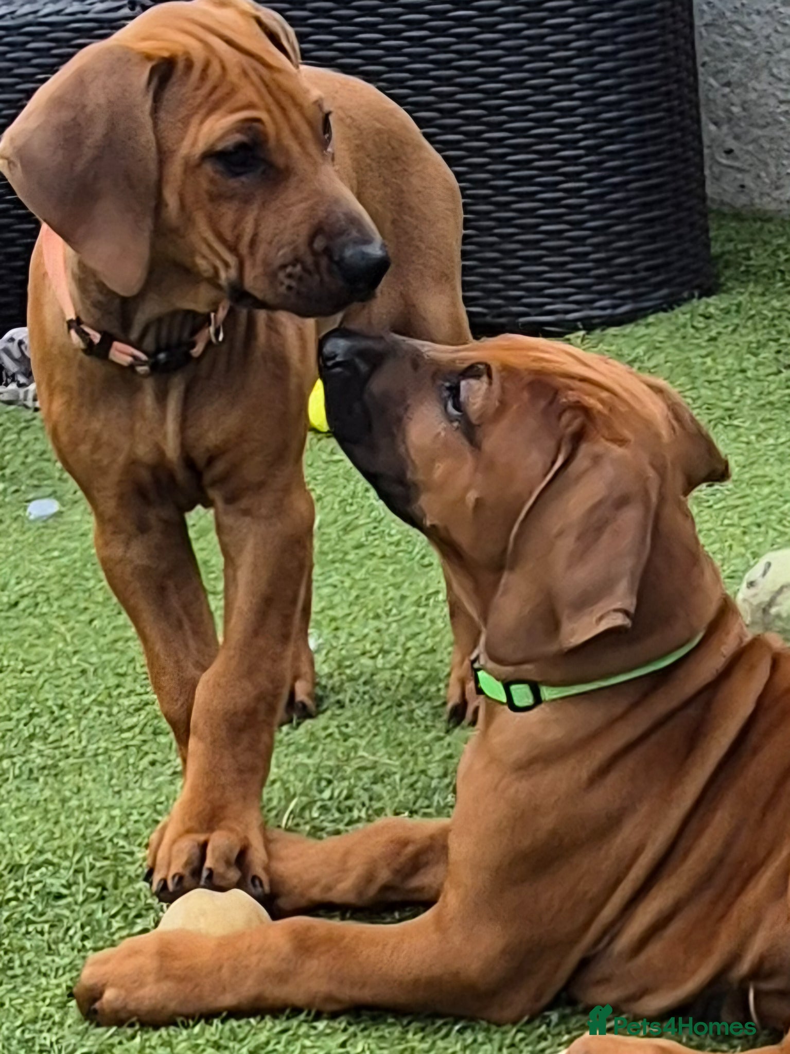 Rhodesian Ridgeback dogs 3x FEMALE RHODESIAN RIDGEBACK PUPS!! - Advert 13