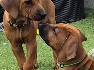 Rhodesian Ridgeback dogs 3x FEMALE RHODESIAN RIDGEBACK PUPS!! - Advert 13