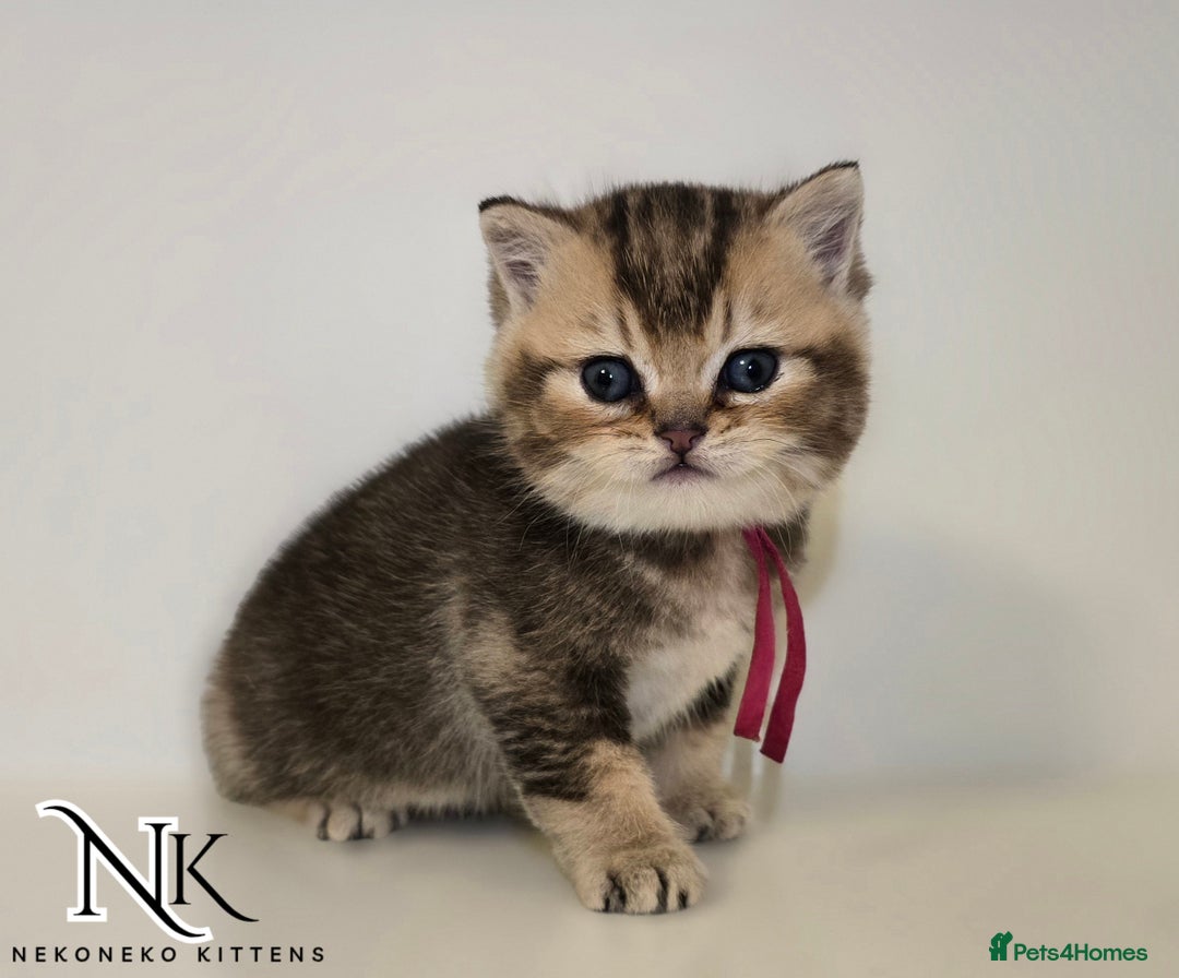 British Shorthair cats for sale: GCCF REGISTERED BSH TEDDY'S 🐻 🧸  - Advert 19