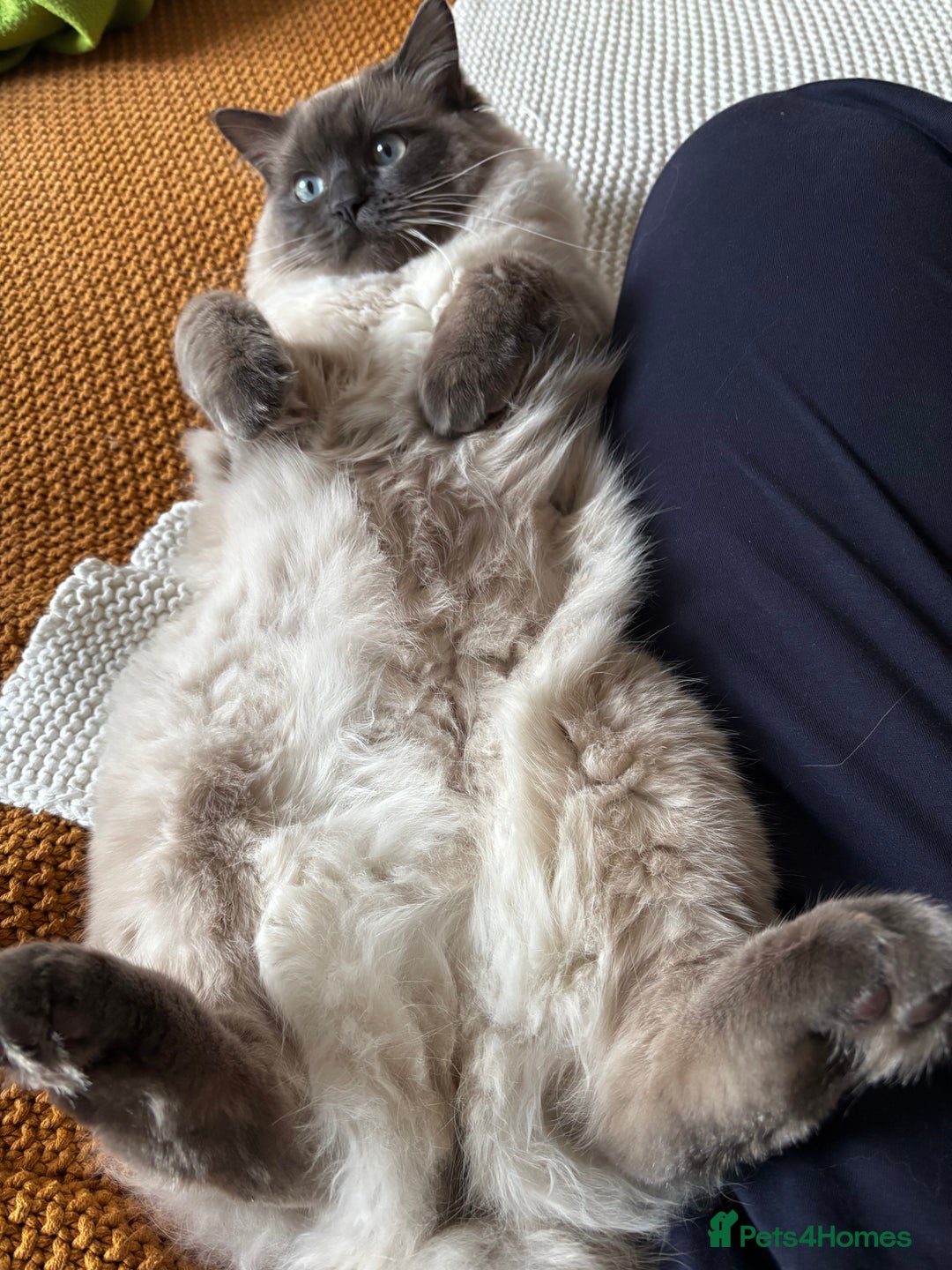 Ragdoll cats for stud: Beautiful and gentle Ragdoll for stud  - Image 5