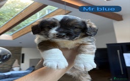 Mixed Breed dogs for sale: Outstanding Saint Bernadoodle Puppies  - Image 30