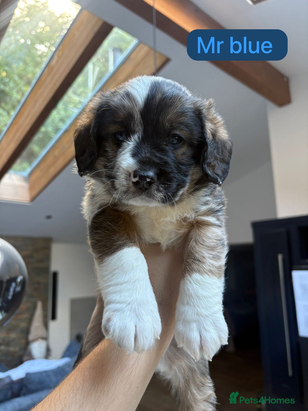 Mixed Breed dogs for sale: Outstanding Saint Bernadoodle Puppies  - Image 30