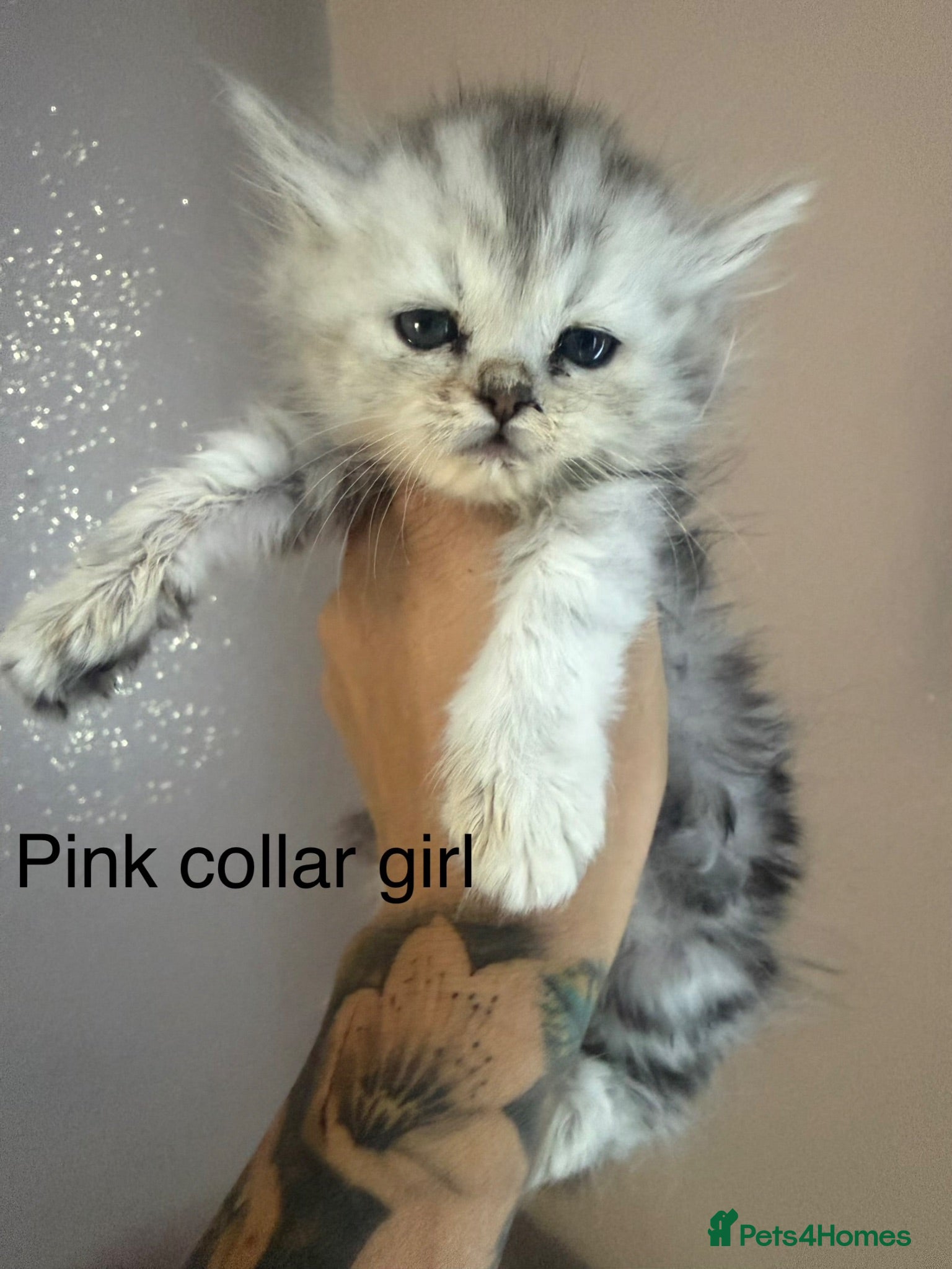 Persian cats I have 4 Persian cross Maine coon kittens - Advert 10